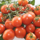 Illustration for article titled How Tomatoes Could Curb Cancer in Italy